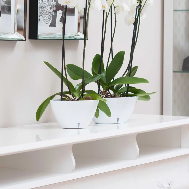White flower pot for indoor plants, modern planter design