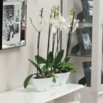 White flower pot for indoor plants, modern planter design