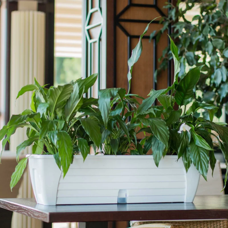 The Lido planter from Santino has a modern design and a built-in self-watering system. This watering method allows the plants to receive water gradually and in an optimal amount, without decomposing, and the drainage holes allow the excess water to drain, so that the roots can breathe.