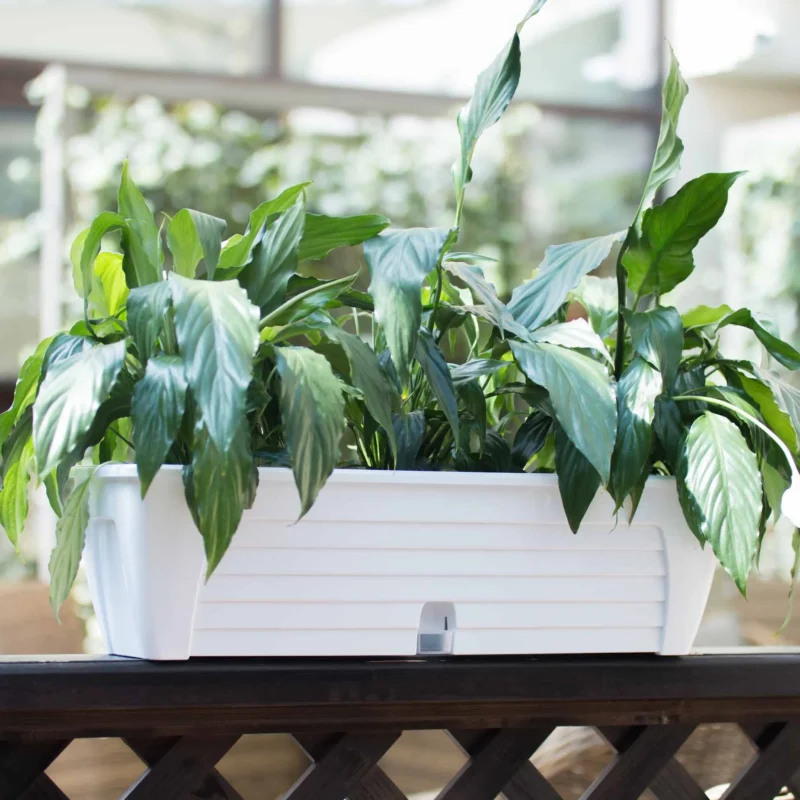 The Santino Lido planter is suitable for medium-sized seedlings and flowers and is ideal for windowsills, but it can be fixed anywhere with the help of special supports.