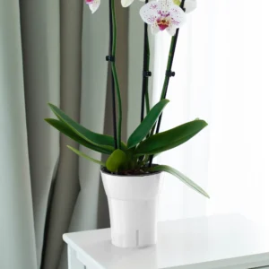 white plastic planter for orchid flower inside and outside house and garden