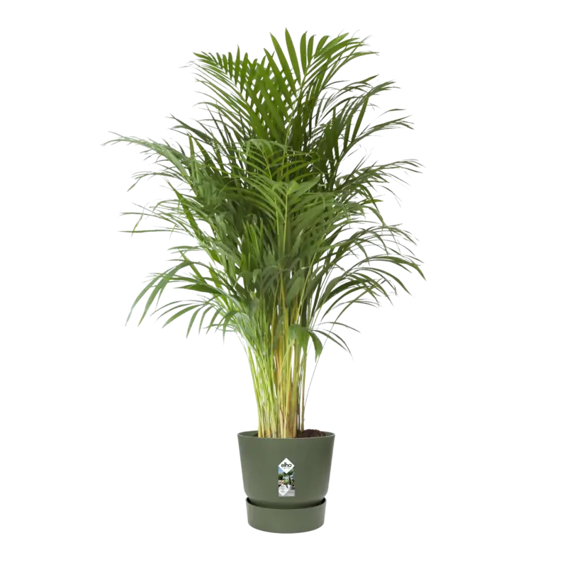 [cg_accordion title="DETAILS"] Model: Planter with wheels, Pure Soft 60cm <table> <tbody> <tr> <td><strong>Size</strong></td> <td>w 60 x h 19 x d 24 cm</td> </tr> <tr> <td><strong>Height</strong></td> <td>66.5 cm</td> </tr> <tr> <td><strong>Weight</strong></td> <td>1285 grams</td> </tr> <tr> <td><strong>Colour</strong></td> <td>anthracite</td> </tr> <tr> <td>Form</td> <td>elongated</td> </tr> <tr> <td>Material</td> <td>polypropylene</td> </tr> <tr> <td>Product type</td> <td>planter</td> </tr> <tr> <td>Product use</td> <td>outside, balcony</td> </tr> <tr> <td>Guarantee</td> <td>2 years</td> </tr> <tr> <td>Wheels</td> <td>no</td> </tr> <tr> <td>Water reservoir</td> <td>no</td> </tr> <tr> <td>Drainage system</td> <td>no</td> </tr> <tr> <td>Lowered bottom</td> <td>no</td> </tr> <tr> <td>Boreholes</td> <td>yes</td> </tr> <tr> <td>Optional drill holes</td> <td>no</td> </tr> <tr> <td>Container proof</td> <td>no</td> </tr> </tbody> </table> [/cg_accordion] [cg_accordion title="Delivery and Returns"] UK Free delivery. 30 days returns. Please consult <a title="Privacy Policy, Terms and Conditions" href="https://thegardenleague.co.uk/privacy-policy/">T & C's</a> for more details. [/cg_accordion]